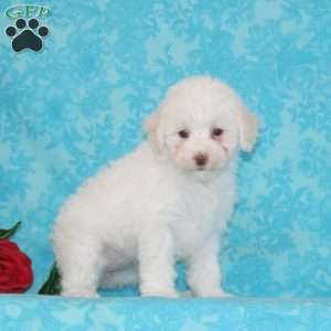 Princess, Maltipoo Puppy